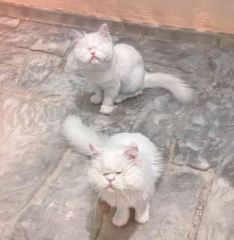 Moet and Chandon sitting on warm stone paving in the courtyard, tails curled behind them.