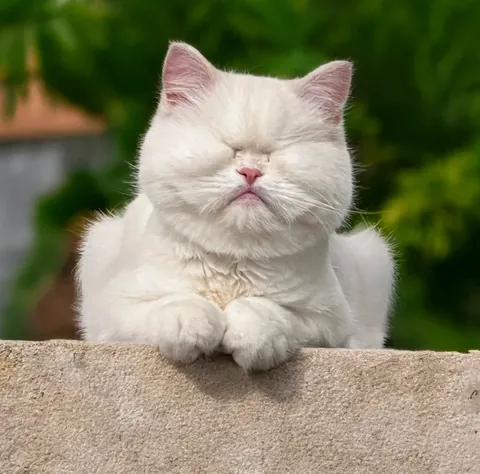 A white blind cat resting both front paws on a garden wall with green leaves behind.