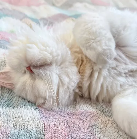 A fluffy white cat napping upside down on a pastel knitted blanket.