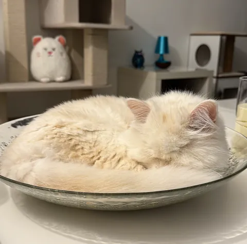 A white cat curled up asleep inside a large glass bowl on a table.