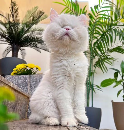 A white blind cat sitting tall among green plants and yellow flowers, chin lifted to the breeze.