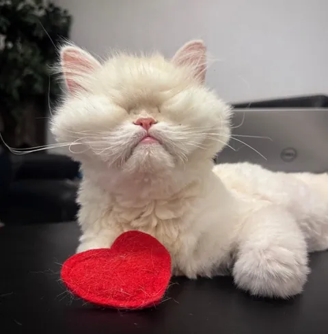 A white blind cat lying beside a small red felt heart on a desk.